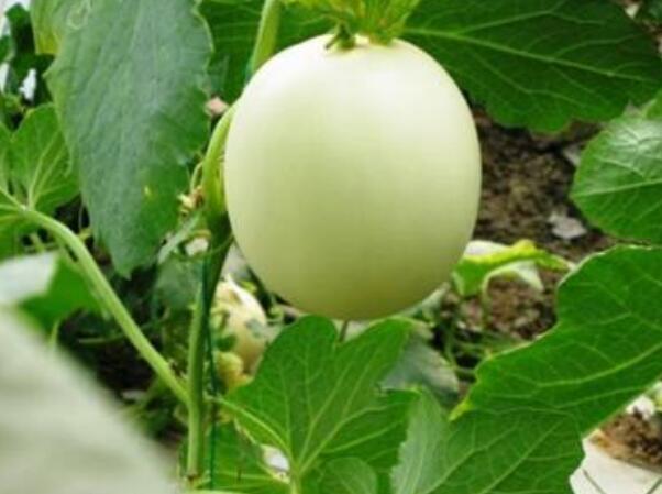 香瓜圖片，香瓜開花圖片，香瓜怎么