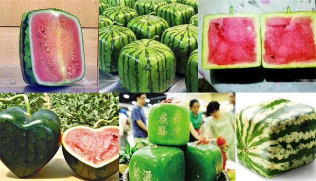 種西瓜什么品種好產(chǎn)量多，全國西瓜品種十大排行榜