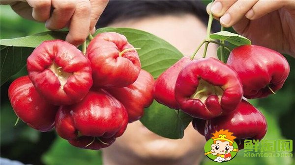 蓮霧產(chǎn)地在哪里，蓮霧產(chǎn)地有哪些地方