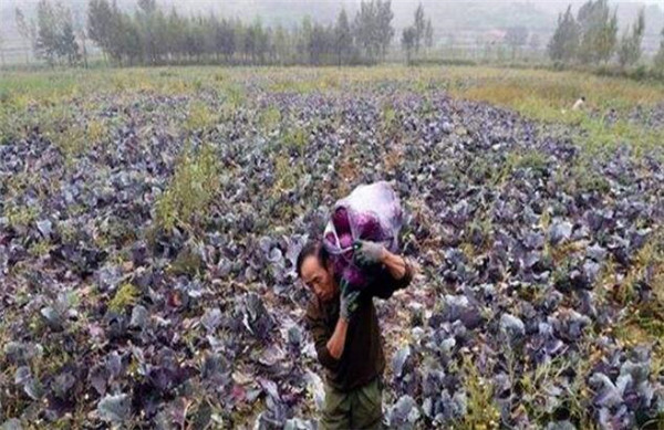 紫甘藍(lán)怎么種，紫甘藍(lán)種植方法(合理密植)