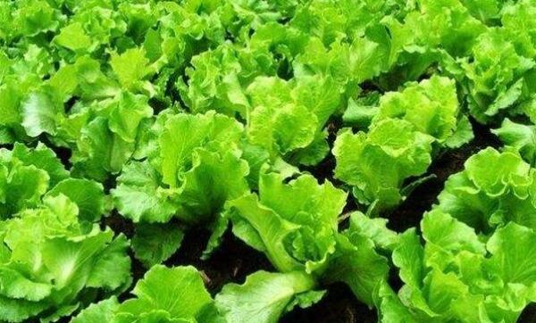 生菜和萵筍的區(qū)別有哪些，生菜和萵筍食用區(qū)別(生菜只吃菜葉)