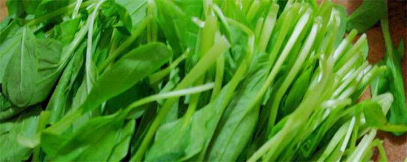 白菜屬于什么科
