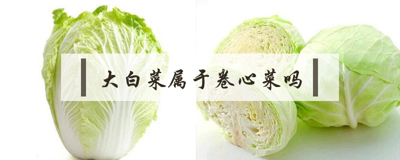 大白菜屬于卷心菜嗎