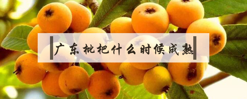 廣東枇杷什么時(shí)候成熟