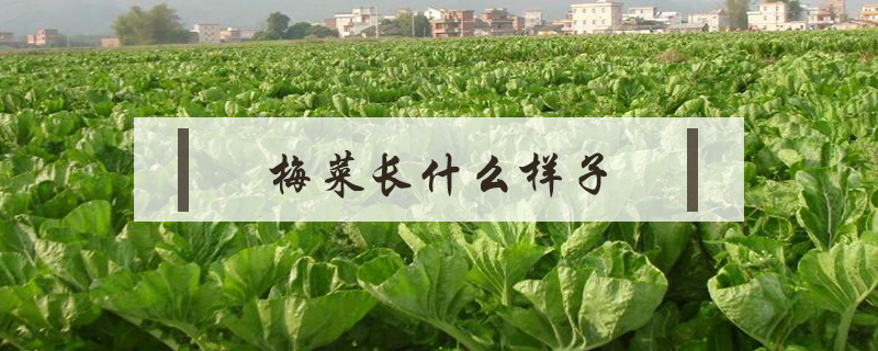 梅菜長什么樣子
