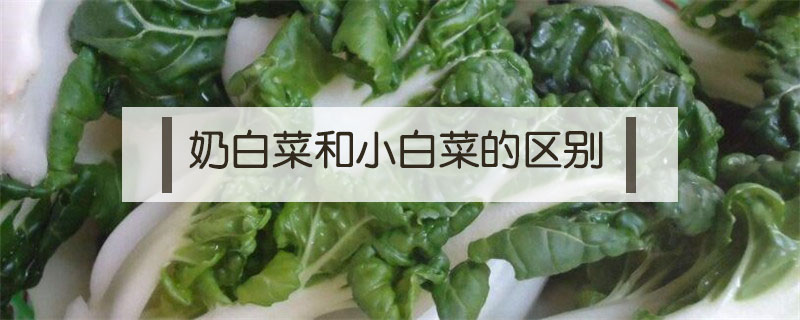 奶白菜和小白菜的區別