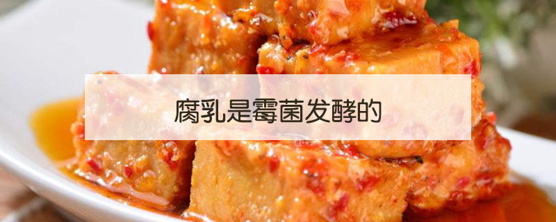 腐乳是什么菌發酵