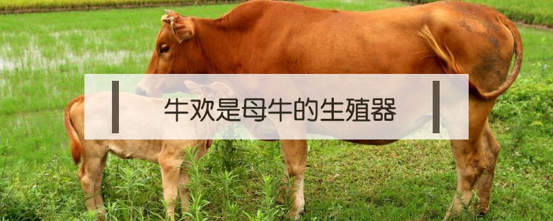 牛歡是牛的哪個部位