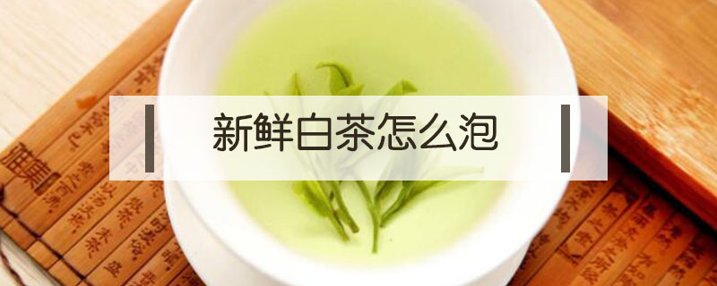新鮮白茶怎么泡