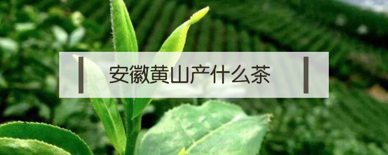 安徽黃山產什么茶
