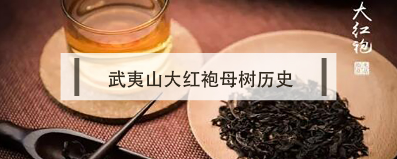 武夷山大紅袍母樹(shù)歷史