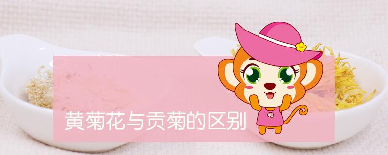 黃菊花與貢菊的區(qū)別