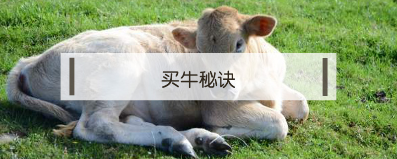 買牛秘訣