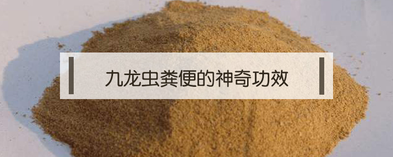 九龍蟲糞便的神奇功效