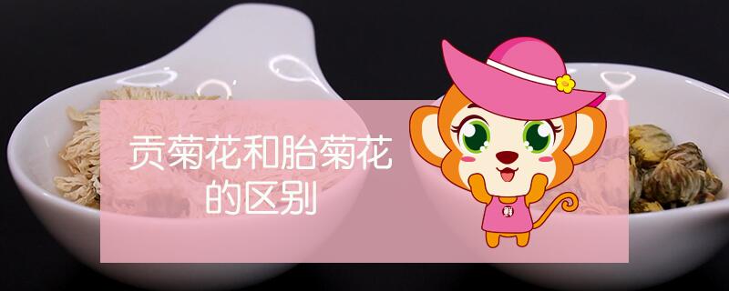 貢菊花和胎菊花的區別