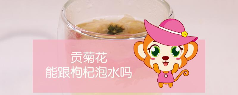 貢菊花能跟枸杞泡水嗎