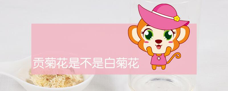 貢菊花是不是白菊花