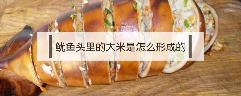 魷魚頭里的大米是怎么形成的