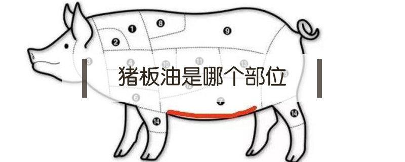 豬板油是哪個部位