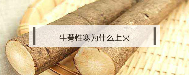 牛蒡性寒為什么上火