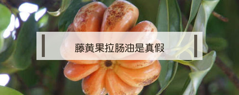藤黃果拉腸油是真假