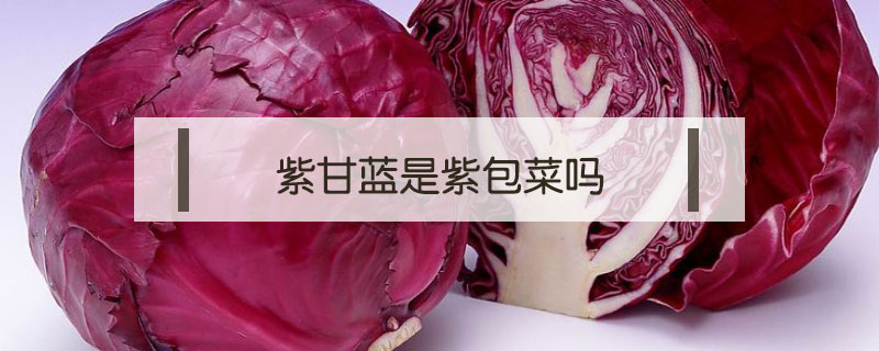 紫甘藍(lán)是紫包菜嗎