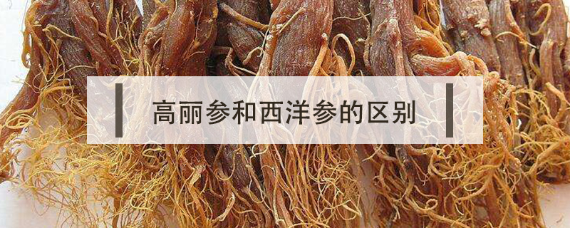 高麗參和西洋參的區別
