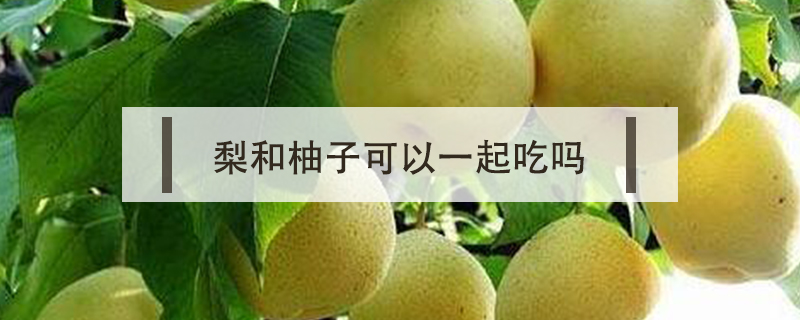 梨和柚子可以一起吃嗎