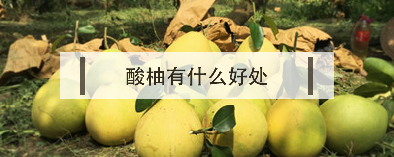 酸柚有什么好處