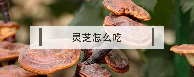 靈芝怎么吃