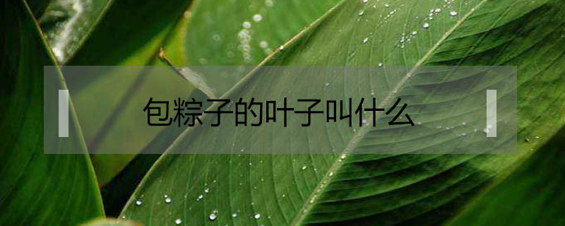 包粽子的葉子叫什么