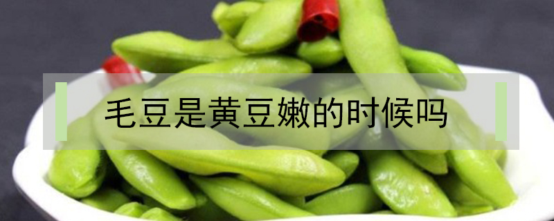 毛豆是黃豆嫩的時候嗎