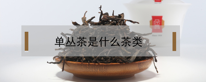 單叢茶是什么茶類