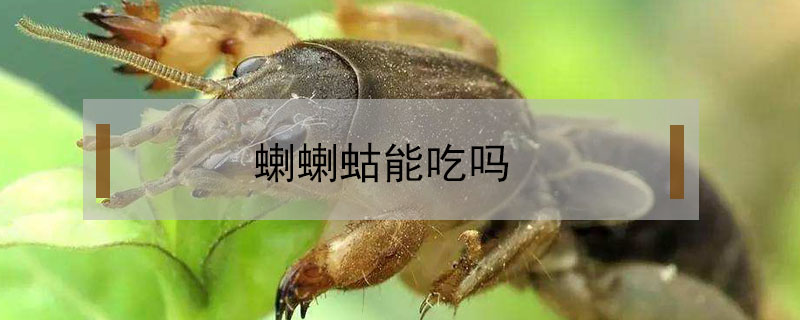 蝲蝲蛄能吃嗎