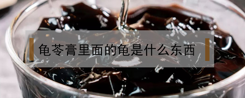 龜苓膏里面的龜是什么東西
