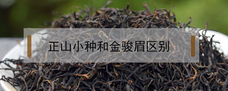 正山小種和金駿眉區(qū)別