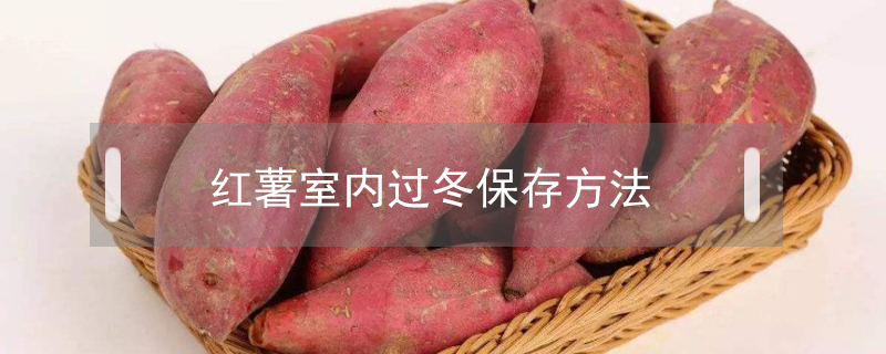 紅薯室內過冬保存方法