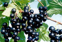 養生須知：紅薯比土豆更好 6果蔬有加強版