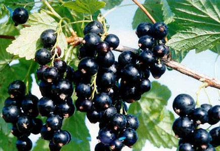 養生須知：紅薯比土豆更好 6果蔬有加強版