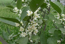 金桔樹會開花嗎，金桔樹怎么養好