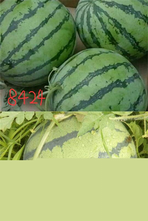 麒麟瓜和8424一樣嗎 麒麟瓜和8424的區(qū)別