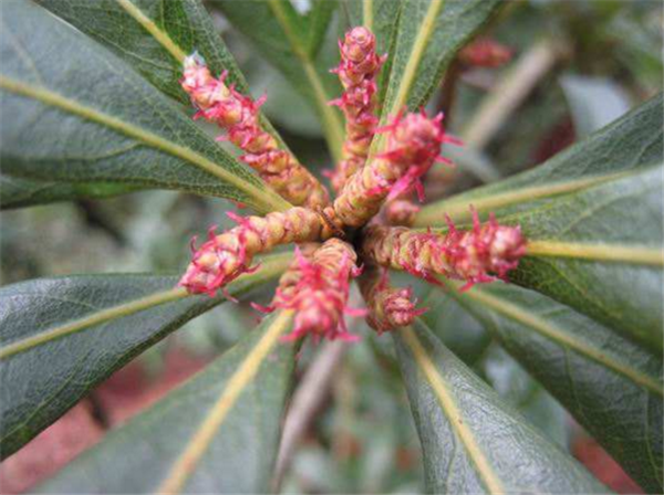楊梅樹開花會結果嗎 開花的楊梅結果嗎