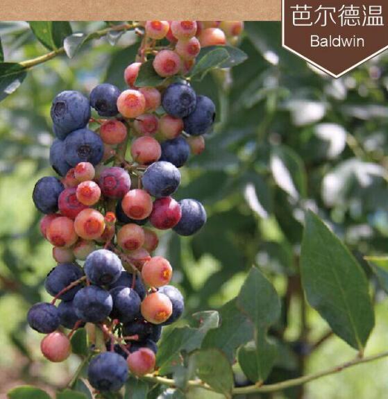 藍莓有哪些品種 藍莓種類大全圖片(圖文詳解)