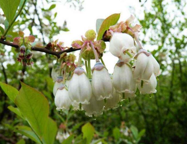藍莓圖片大全，藍莓干圖片，藍莓樹圖片