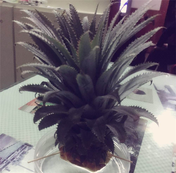 菠蘿冬天會(huì)凍死嗎 家里冬天養(yǎng)菠蘿怎么辦