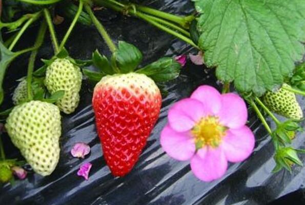 草莓種子多久發(fā)芽 草莓種子發(fā)芽需要什么條件
