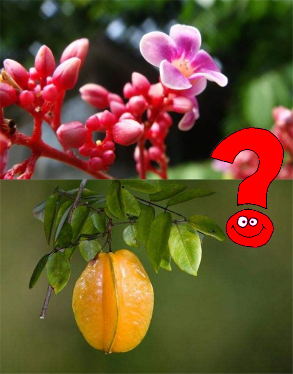 楊桃什么季節成熟 楊桃開花到成熟多久