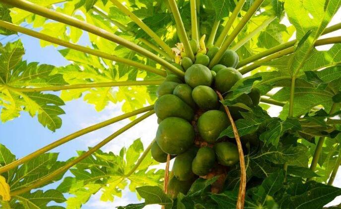 木瓜樹幾年能結(jié)果 木瓜樹種植需要注意什么