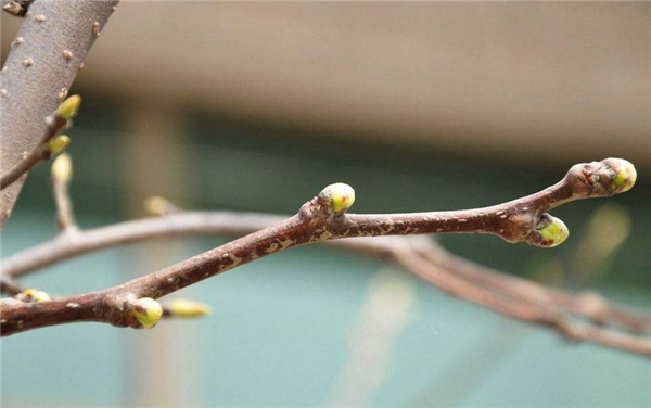 山楂樹什么時(shí)候開花結(jié)果 山楂樹開花圖片