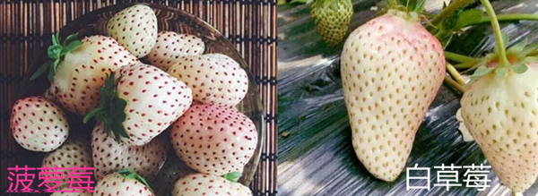 菠蘿莓和白草莓的區(qū)別 菠蘿莓上有可愛的小紅痣